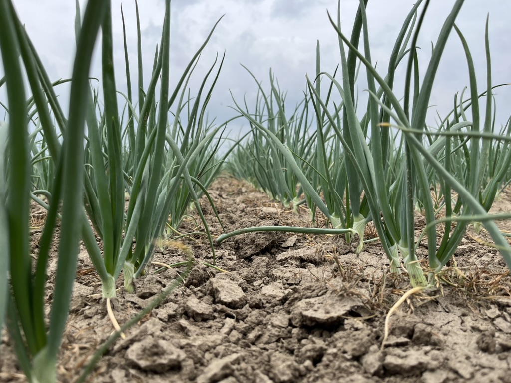 Onions growing in the field | Poton Overseas