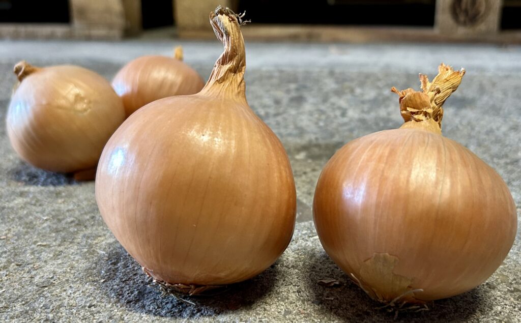 The best Dutch onions