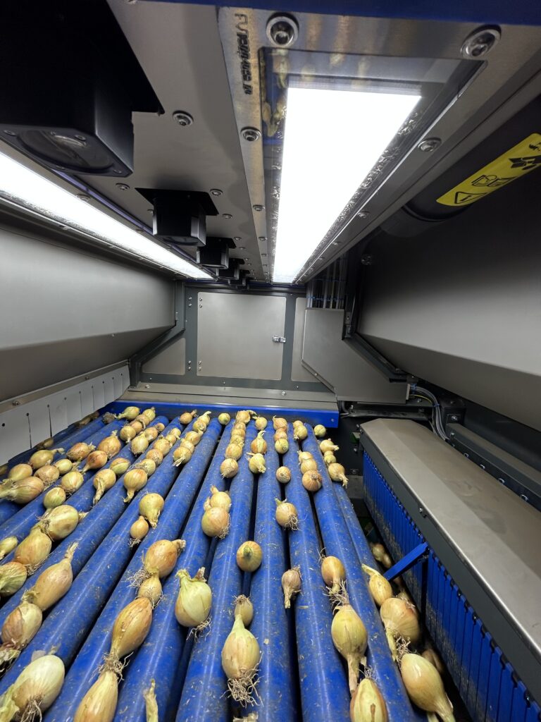 AI-powered optical onion sorting