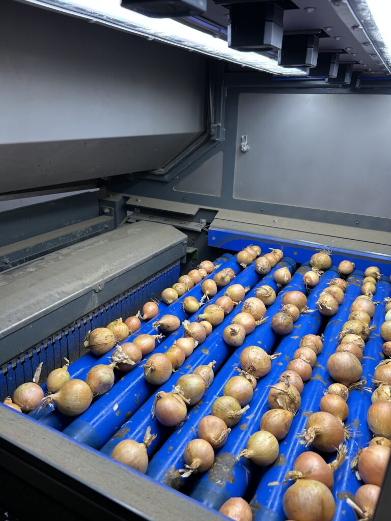 Quality grader onion